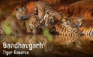 Bandhavgarh Tiger Reserve