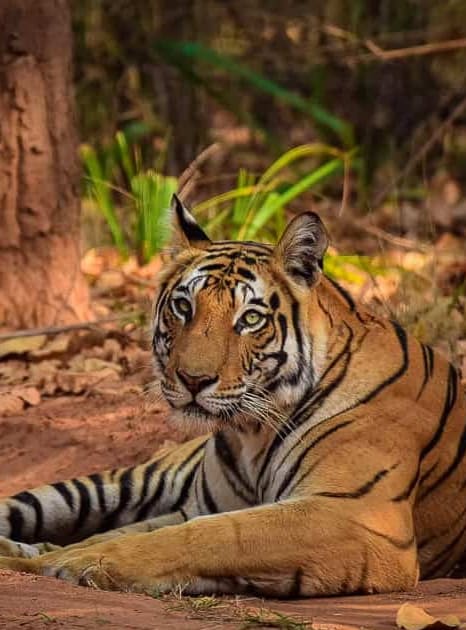 Bandhavgarh Tour