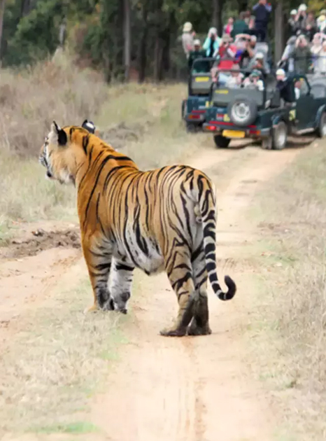 Kanha Tiger Reserve