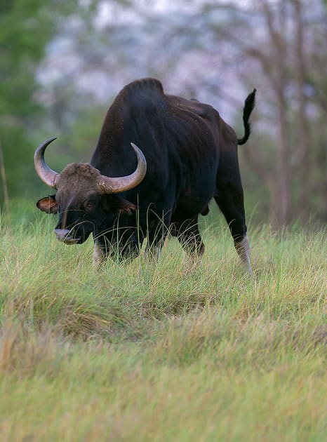 Kanha Tiger Reserve Tour