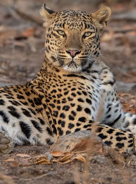 wildlife tour madhya pradesh