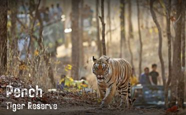 Pench Tiger Reserve