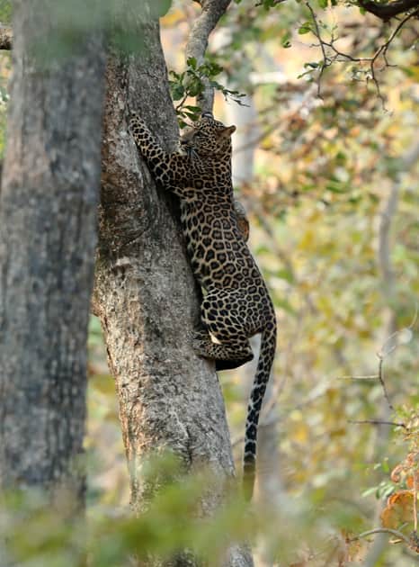 Pench National Park