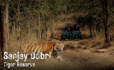 Sanjay Dubri Tiger Reserve