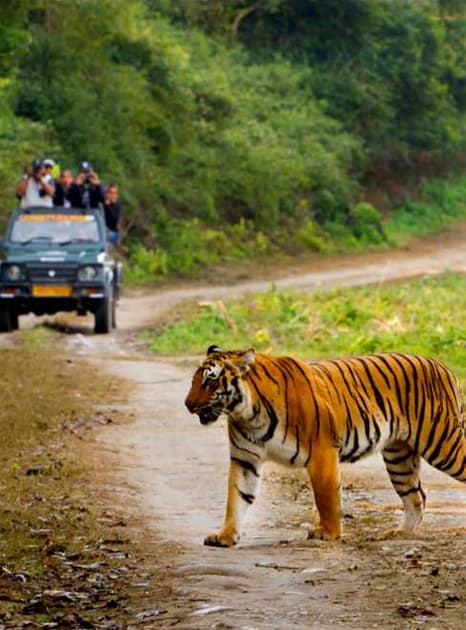 Sanjay Dubri Tiger Reserve