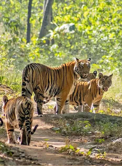 Satpura Tiger Reserve