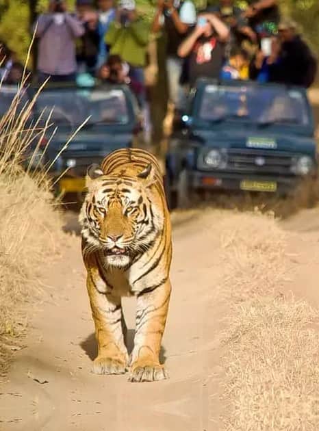 animals found in satpura national park