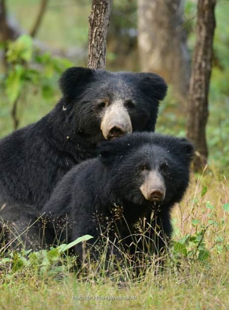 Satpura National Park